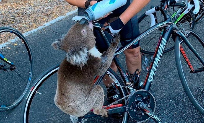 Un koala sediento se subió a la bicicleta de una ciclista quien le cedió toda su agua