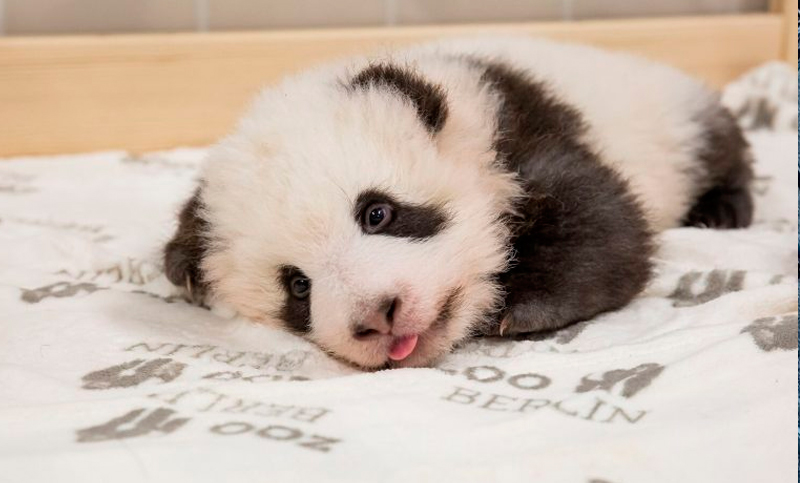 ¡Que molesto! El ataque de hipo del panda bebé que no lo dejó dormir la siesta
