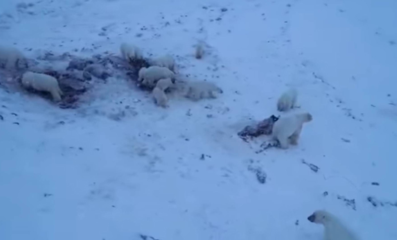 Unos 60 osos polares quedan atrapados en un pueblo ruso por falta de hielo marino