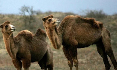 Camellos salvajes en Australia