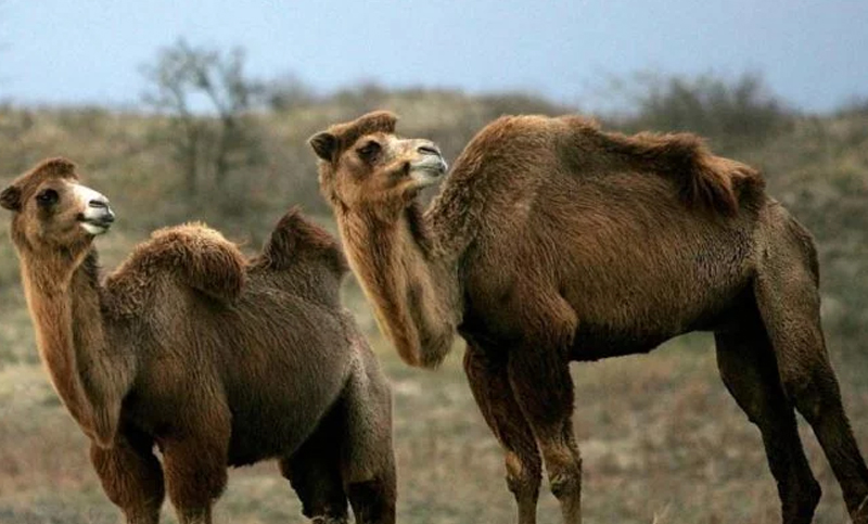 Más de 5.000 camellos salvajes ya fueron sacrificados en Australia