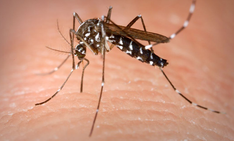 Hantavirus, leptospirosis y dengue: ¿cómo prevenir enfermedades que ya dijeron presentes en la ciudad? 