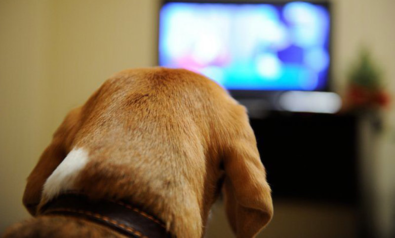 Mascotas entretenidas: aplicaciones producen contenido musical y televisivo para perros y gatos 