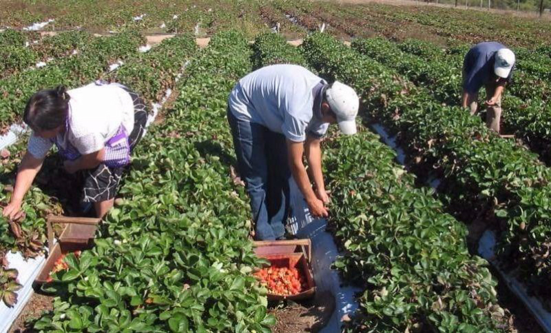 “Vamos a insistir hasta lograr que se consoliden los controles en frutas y verduras”