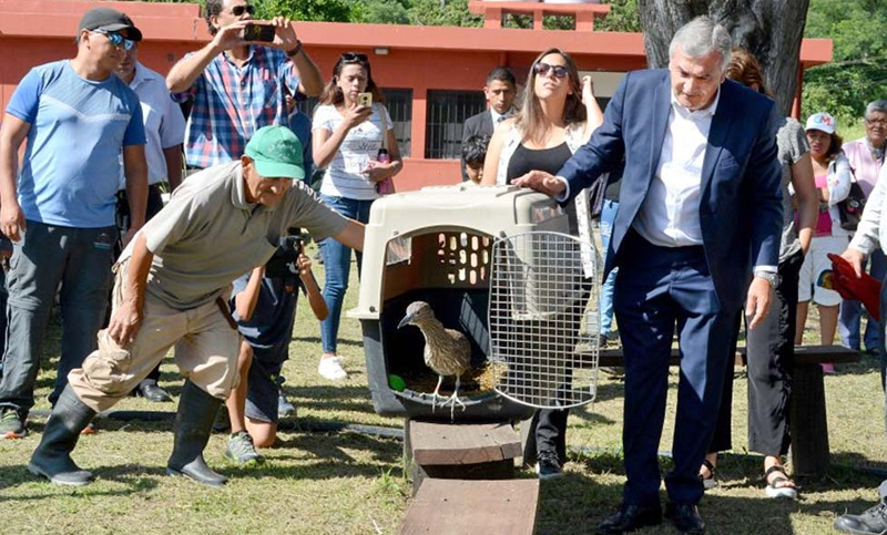 Liberaron a tres gatos del monte, una osa melera y otros animales silvestres en Jujuy