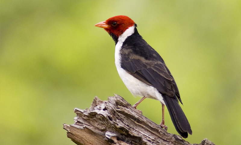 Avistadores de aves de todo el mundo visitan la Reserva Ecológica Costanera Sur