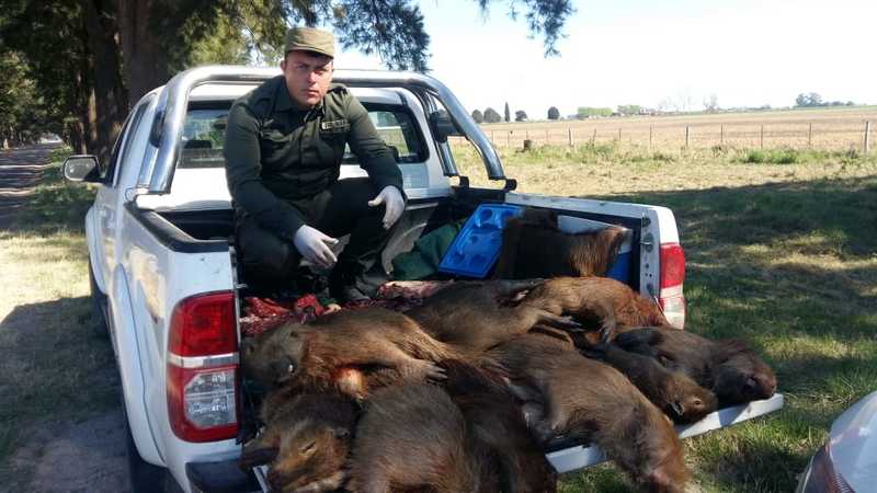 Los guardafaunas de Santa Fe combaten la depredación animal en absoluta soledad