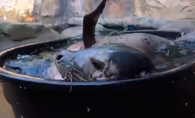 Esta foca te enseña a divertirte y refrescarte en días de calor con un fuentón