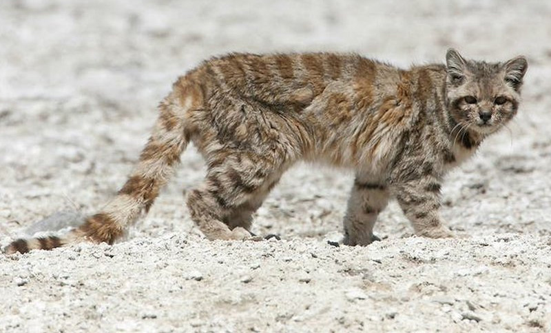 Un gato andino, de las especies con mayor peligro de extinción en América, reapareció en Mendoza