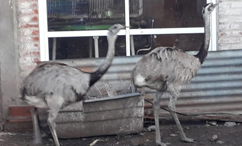 Rescataron más de 90 animales exóticos en una vivienda de La Plata
