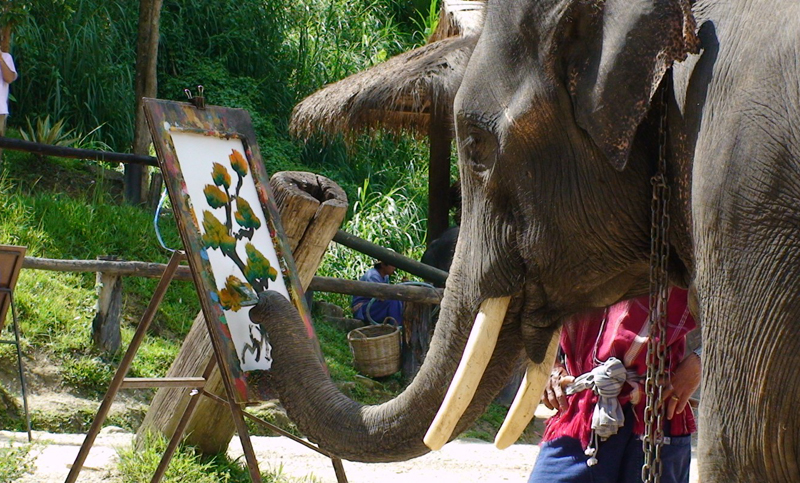 Elefantes que pintan y dibujan: otra forma de explotación animal