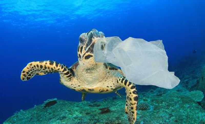 Más de 350 animales llegan cada año a las costas argentinas con plásticos en su organismo
