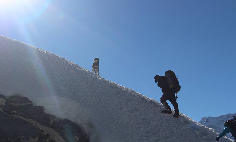 Conmovedor: perrita sin hogar siguió a un alpinista hasta uno de los montes más altos del mundo
