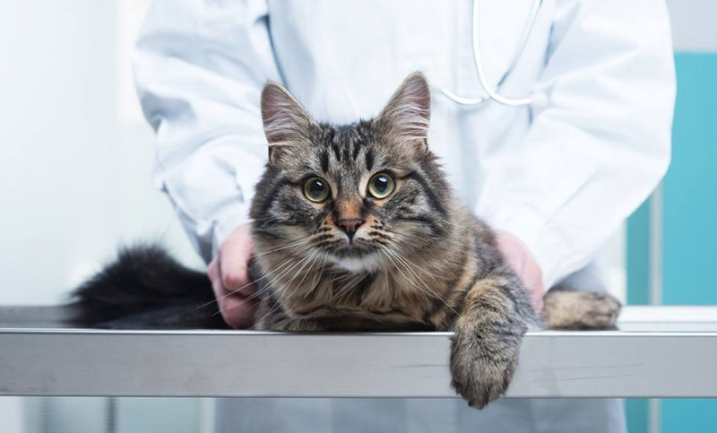 En Bélgica se registró un caso de coronavirus en un gato cuando suma 69 nuevas muertes