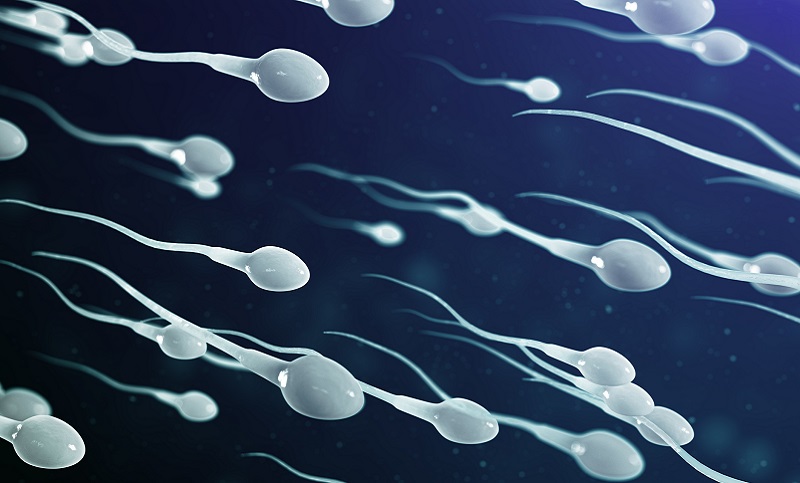 El estrés puede tener un impacto duradero en los espermatozoides y la descendencia futura