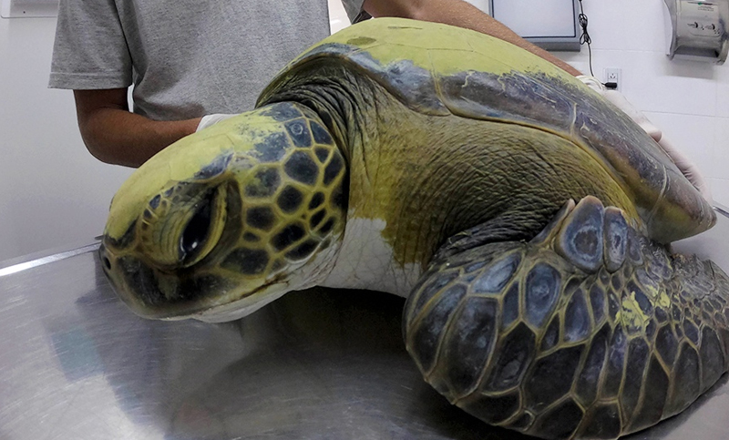 Más de 350 animales llegan cada año a las costas argentinas afectados por la mano del hombre