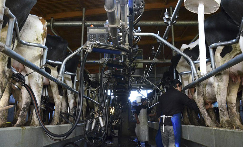La Universidad Nacional de Rosario donará 10 mil litros de leche para asistencia alimentaria