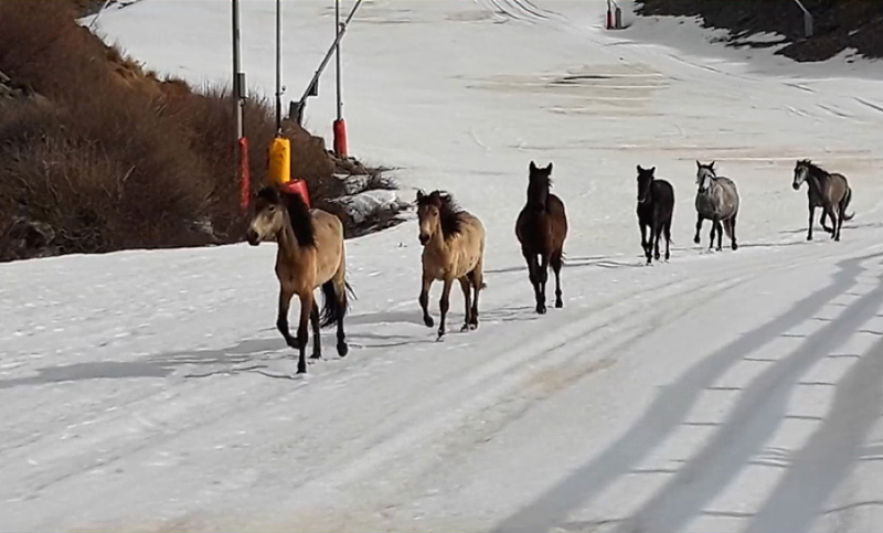 Personas en cuarentena y caballos salvajes corriendo libres por las pistas de Sierra Nevada