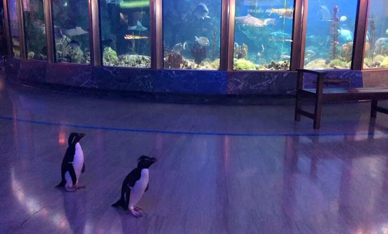 Pingüinos se pasean por un acuario vacío en Estados Unidos