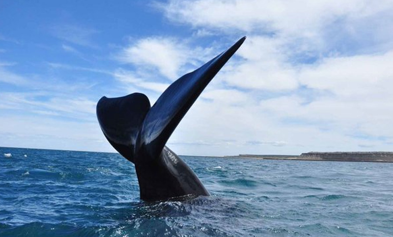 El «agujero azul», una zona de alimentación de ballenas frente a las costas de la Patagonia