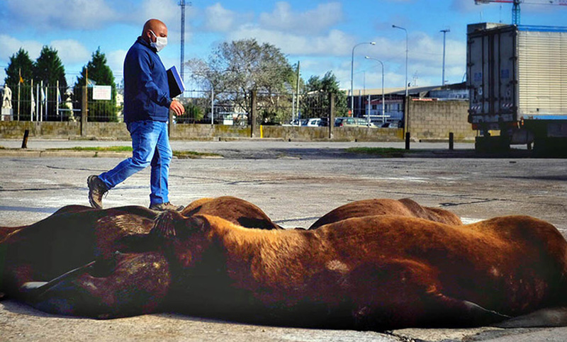 En Mar del Plata, por la cuarentena, los lobos marinos andan libres por las calles