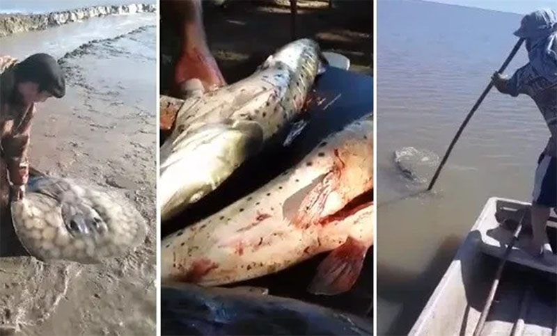 Denuncian matanza indiscriminada de peces en el río Coronda