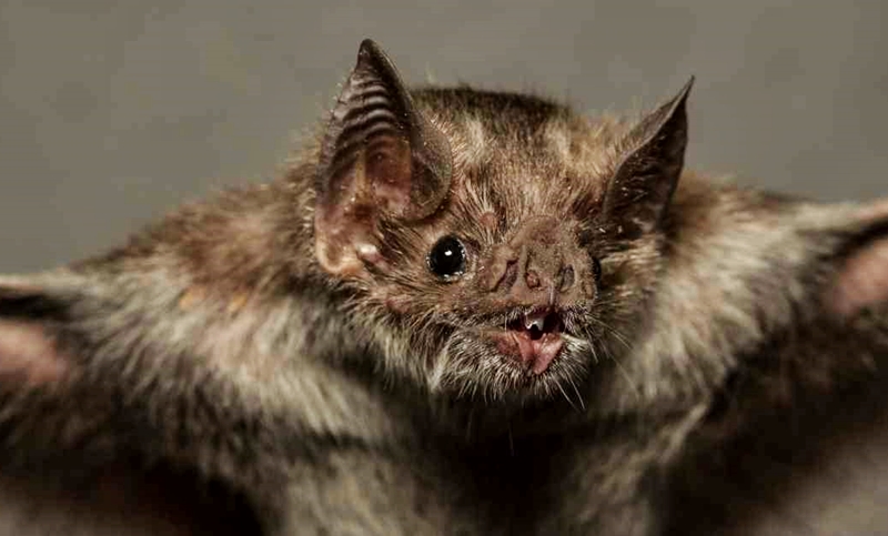 Seis nuevos tipos de coronavirus de murciélago son descubiertos, pero los expertos estiman que hay miles