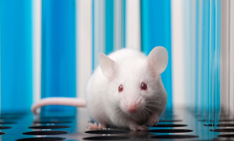 Los humanos podrían copiar a los ratones: «hacen muecas» para tratar trastornos emocionales