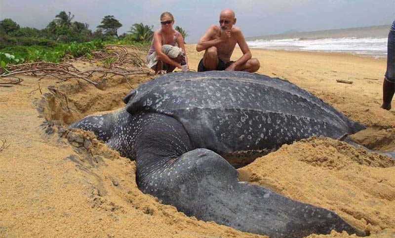 La tortuga marina más grande del mundo emerge del mar y es asombrosa