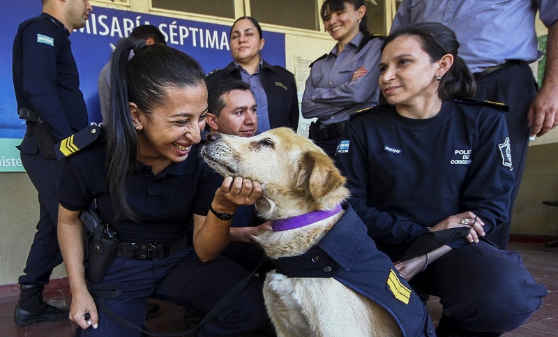 Dieron de alta a Cartucho, un perro emblema de la policía correntina