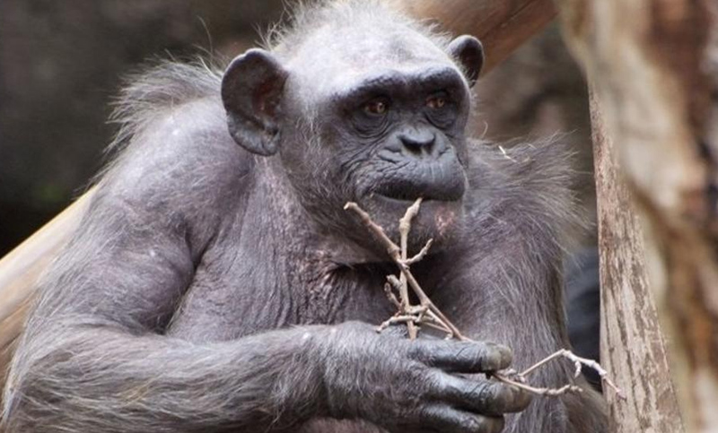 La chimpacé más vieja de Europa murió en el Zoo de Barcelona