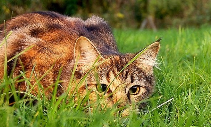 Científicos investigan el instinto cazador de los gatos 