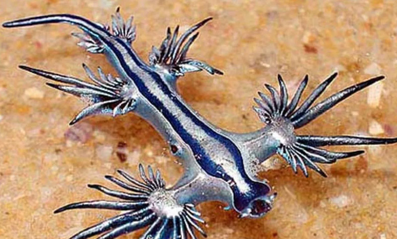 El raro hallazgo del dragón azul, la criatura venenosa que apareció en Estados Unidos