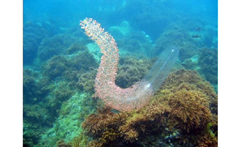 Medusa tubo gigante fue encontrada en el fondo del mar de Australia Occidental