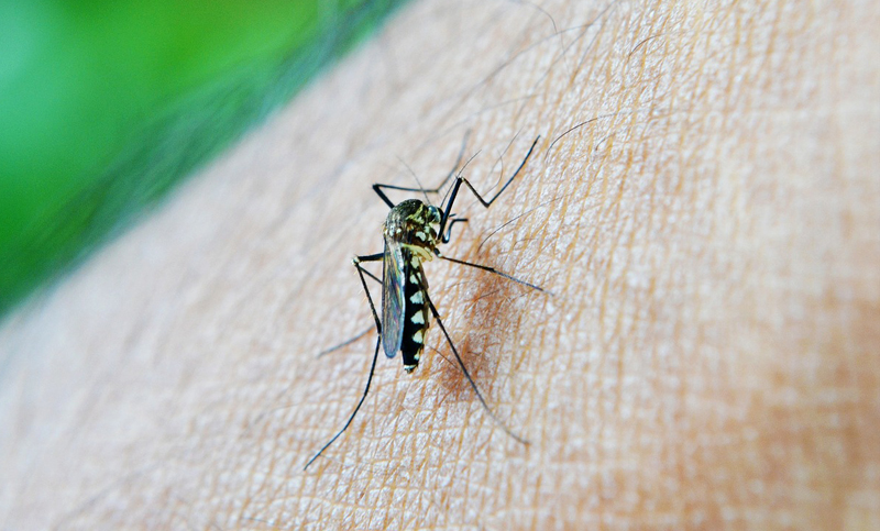 Hay 4.147 casos de dengue en la provincia