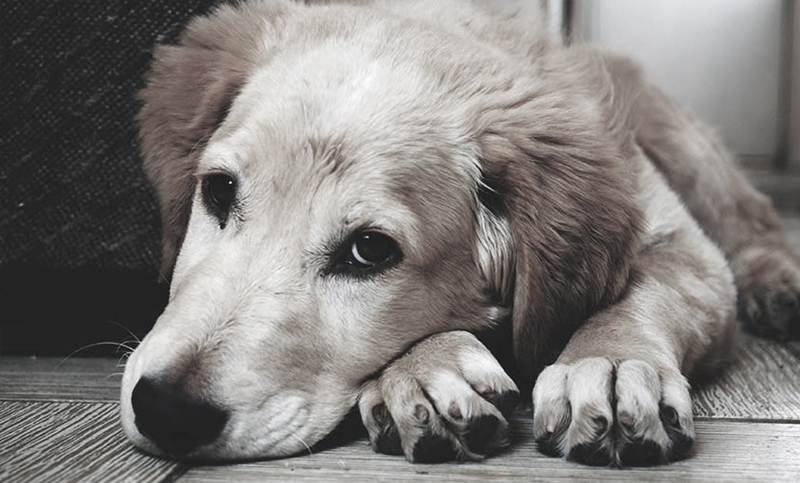 Buenos Aires convoca a voluntarios para cuidar mascotas de pacientes con Covid-19 que viven solos