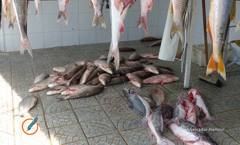 Se limita la exportación de pescados en Santa Fe para combatir la depredación