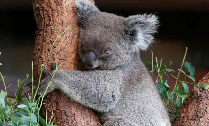 Éste es el sorprendente mecanismo que siguen los koalas para calmar su sed