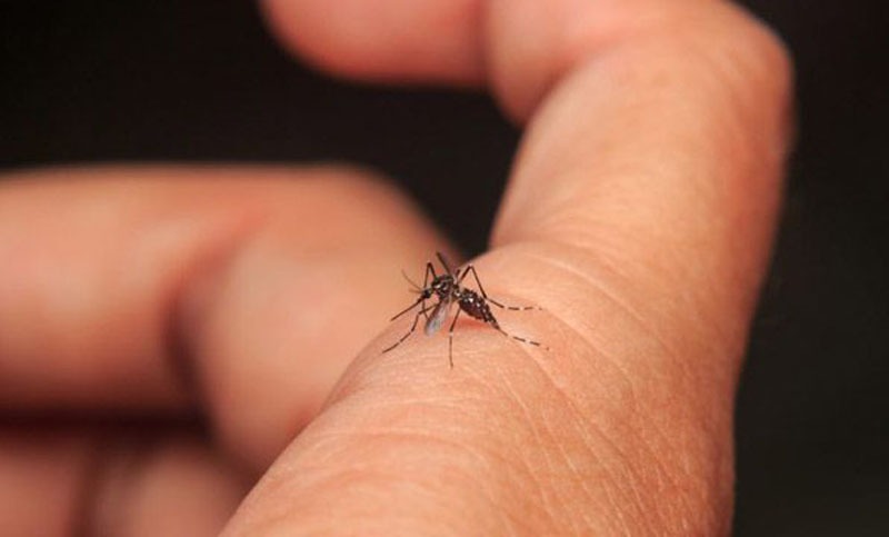 Se registraron 65 casos de dengue en Santa Fe en la última semana, la mayoría en Rosario