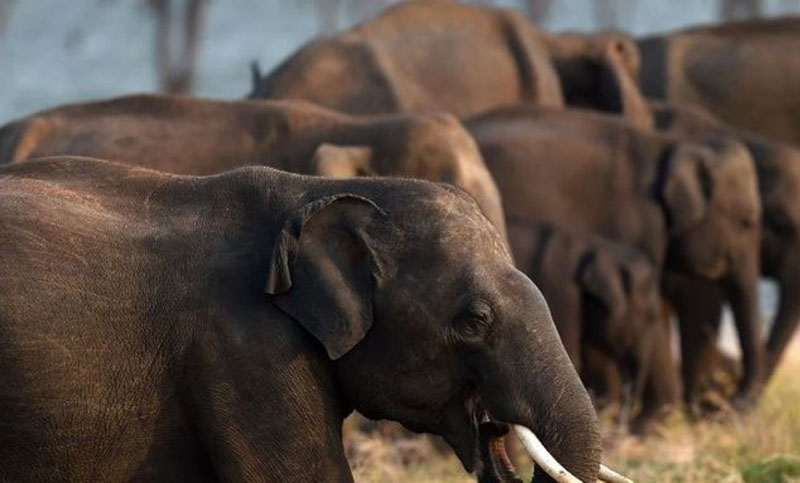 Sin razón: encontraron cien elefantes muertos en un parque de Botswana