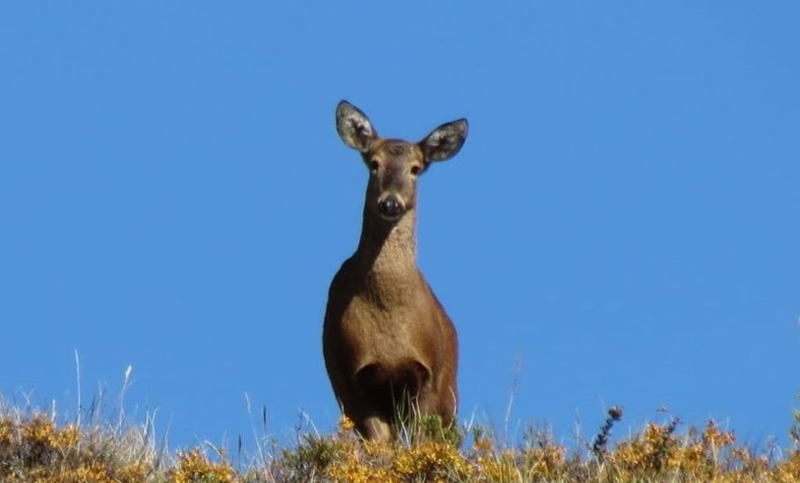 Fotografían a un animal “difícil” de avistar en el Parque Nacional Los Alerces