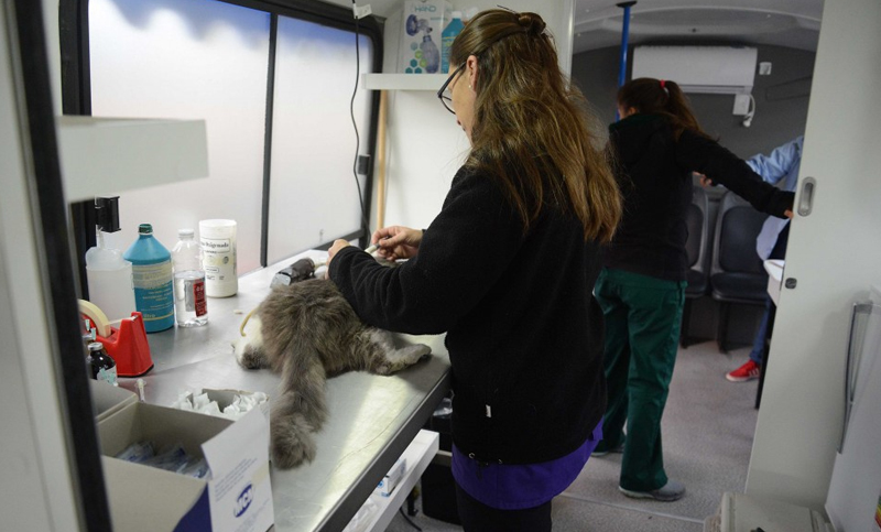 El Imusa ya esteriliza perros y gatos en sus puestos descentralizados