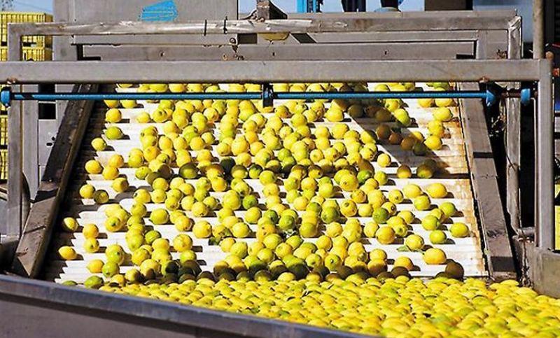 Tucumán está en condiciones de exportar limones a China de forma inmediata