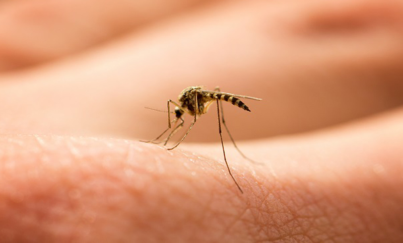 Santa Fe llega a los 4.868 casos de dengue en lo que va del año