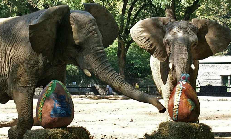 Las últimas elefantas del Ecoparque porteño empezaron el proceso para viajar al santuario de Brasil
