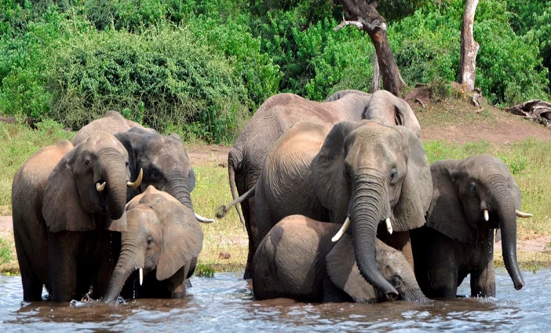 Más de 270 elefantes murieron por causas desconocidas en Botsuana