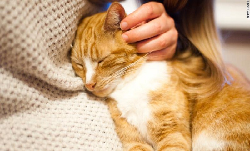 Un gato fue diagnosticado con coronavirus en Reino Unido