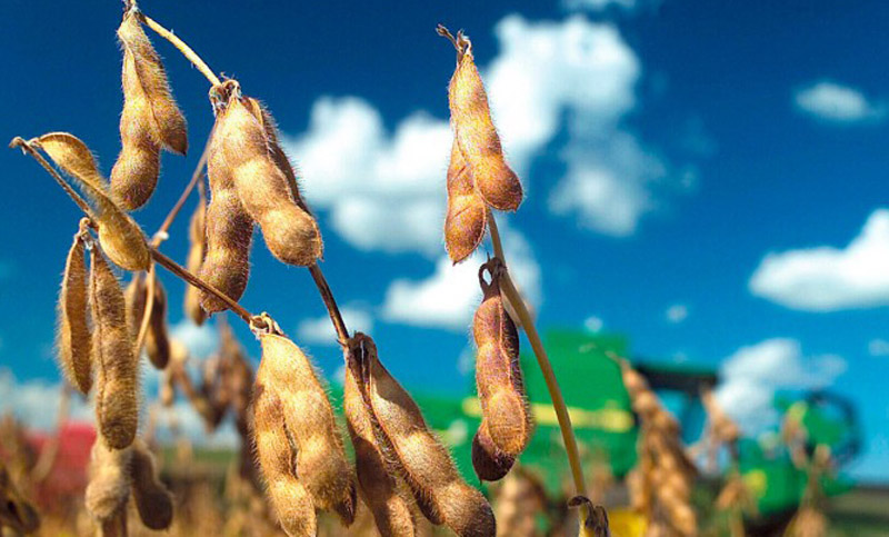 Las exportaciones de soja sin procesar crecieron 50% en el segundo trimestre
