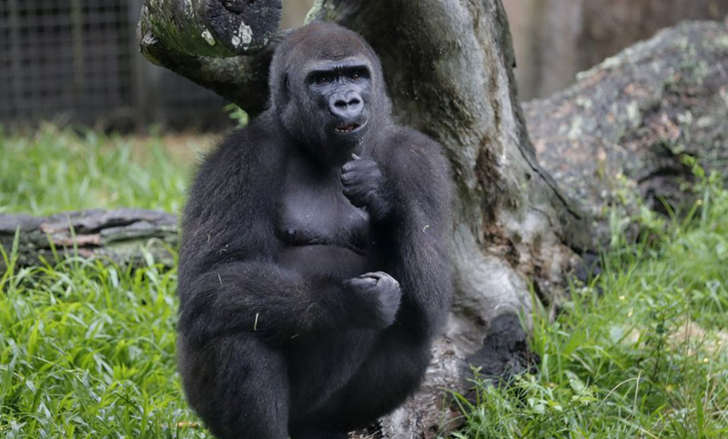 Una gorila preñada tendrá su propio baby shower