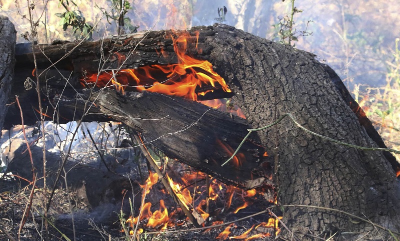 Los incendios en las islas dejaron una innumerable cantidad de animales calcinados